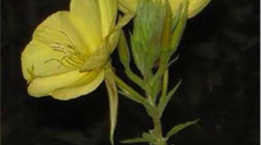 Sizinde t&uuml;yleriniz diken diken olacak!