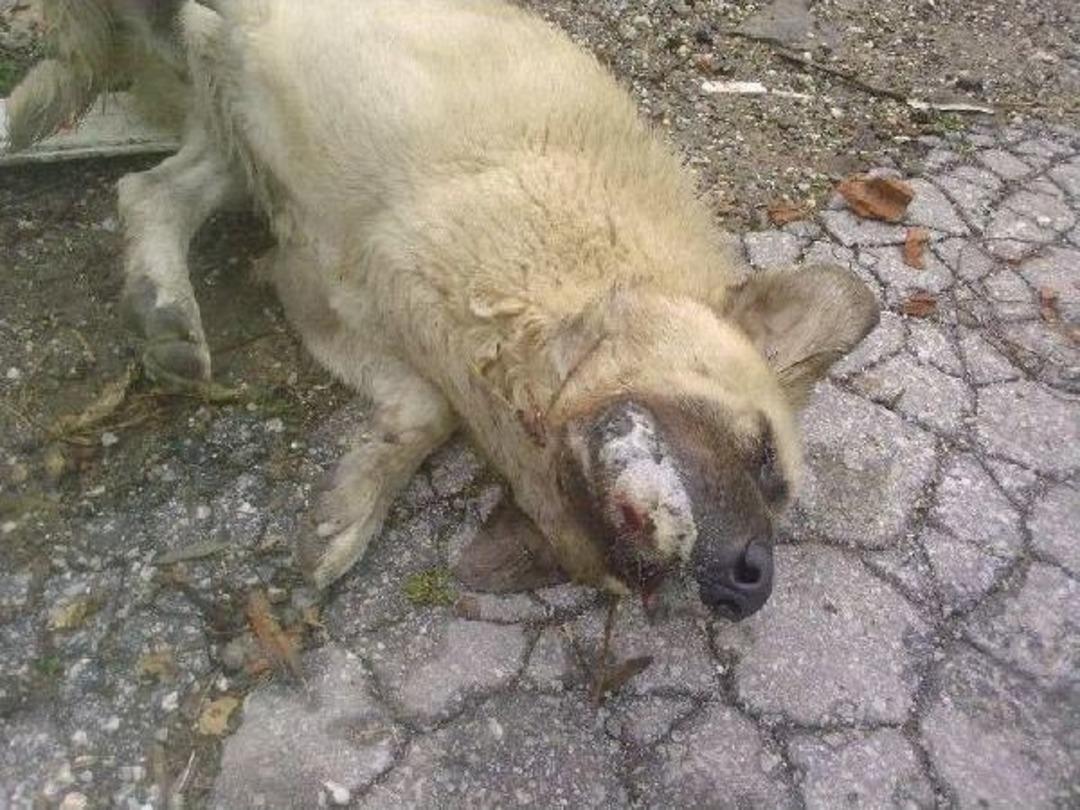 Tire'de 3 K&ouml;pek Ve 2 Kedi Zehirli Yiyecekle Itlaf Edildi