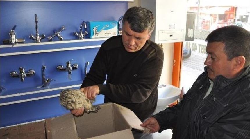 Sorgun&rsquo;da Yaralı Puhu Kuşuna Esnaf Sahip &Ccedil;ıktı