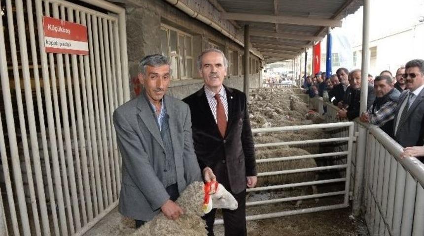 Kar Ve Lodosun Vurduğu Bursalı &Ccedil;itf&ccedil;ilerin Bedava Koyun Sevinci