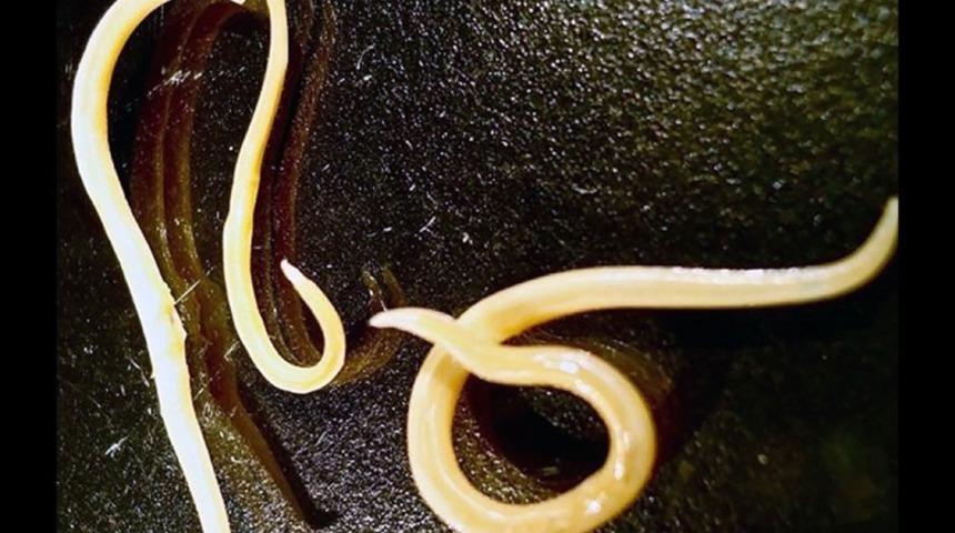 42 bin yıllık solucanlar canlandı