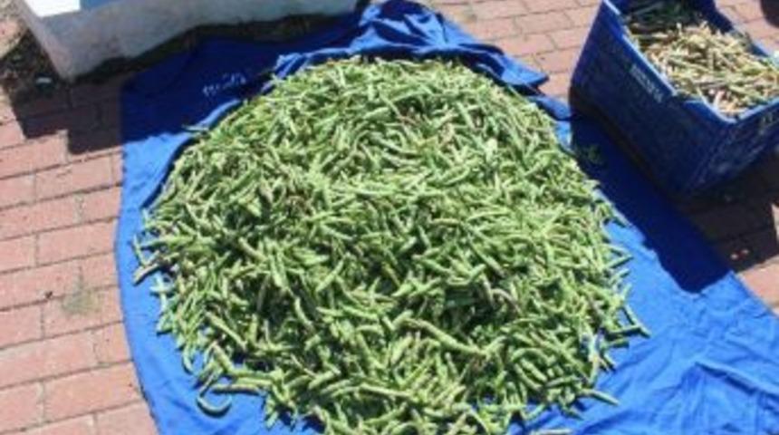 Konya&rsquo;da En Fazla Taze Fasulye Derbent&rsquo;te &Uuml;retiliyor