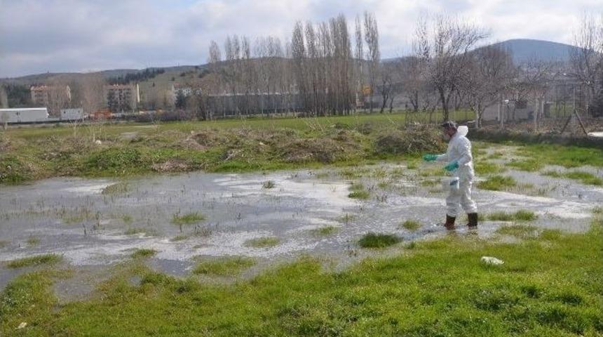 Boz&uuml;y&uuml;k&rsquo;te Larva M&uuml;cadelesi Su Birikintilerinde Devam Ediyor