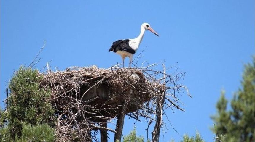 Leyleklerin Yaşam Alanlarına Kuş G&ouml;zetleme Kuleleri İnşa Edilecek