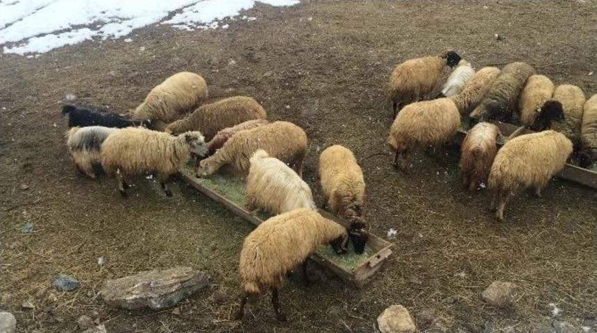 K&ouml;yl&uuml;lerin Kış &Ccedil;ilesi