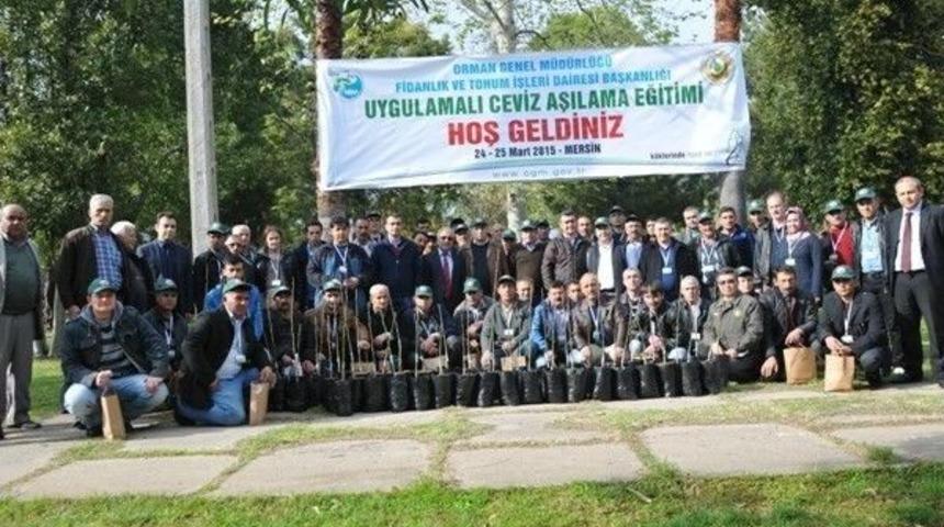 Aşılı Ceviz Fidan &Uuml;retimi Uygulamaları Anlatıldı