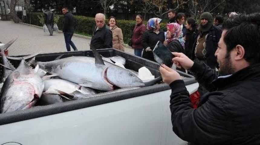 Ka&ccedil;ak Avlanan Orkinoslara El Konuldu