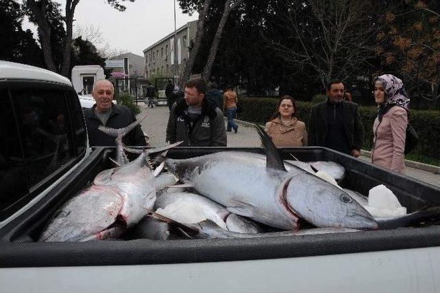 Kaçak Avlanan Orkinoslara El Konuldu