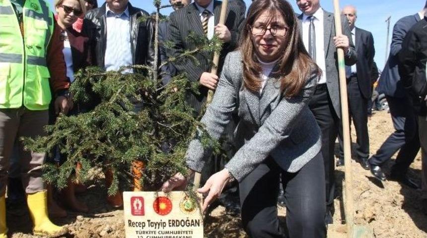 Bayan Vali, Cumhurbaşkanı Ve Eşi İ&ccedil;in Fidan Dikti