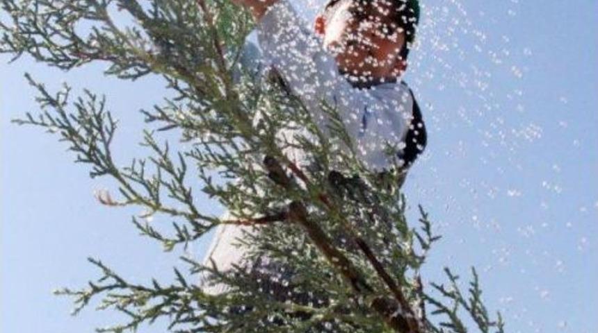 Şanlıurfa&rsquo;Ya Bu Yıl 2 Milyon Fidan Dikilecek