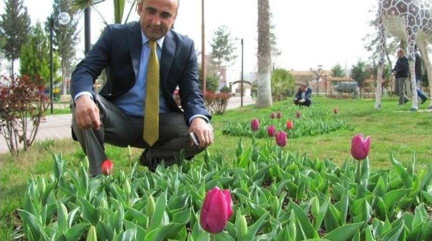 Araban Belediye Başkanı Mehmet &Ouml;zdemir&rsquo;in Lale Sevgisi