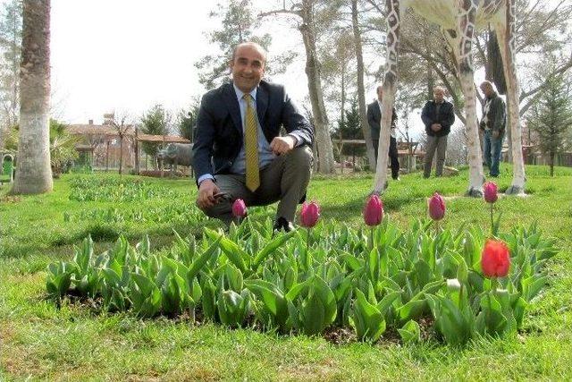 Araban Belediye Başkanı Mehmet Özdemir’in Lale Sevgisi