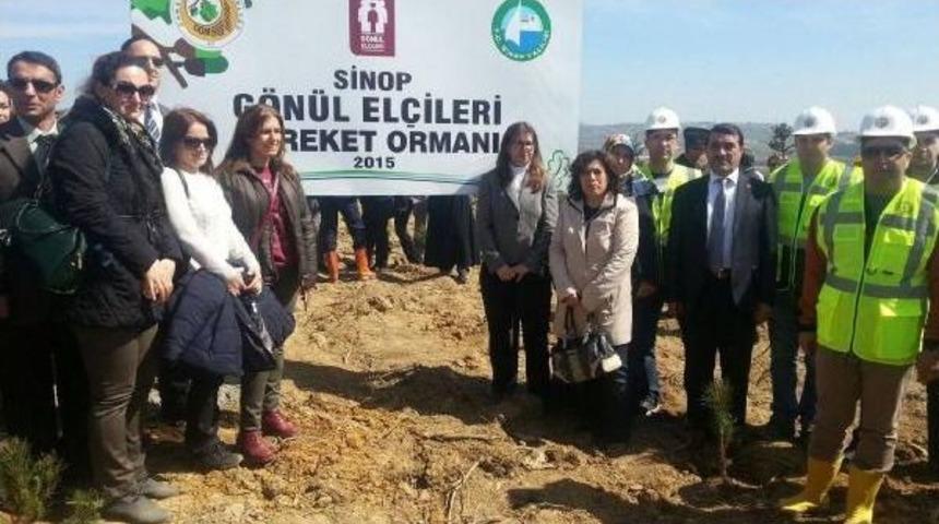 Sinop'ta Bereket Ormanı I&ccedil;in 16 Bin 500 Fidan Dikildi