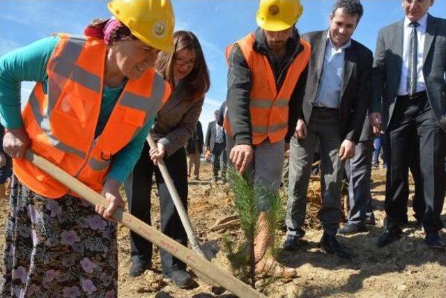 Sinop'ta Bereket Ormanı Için 16 Bin 500 Fidan Dikildi