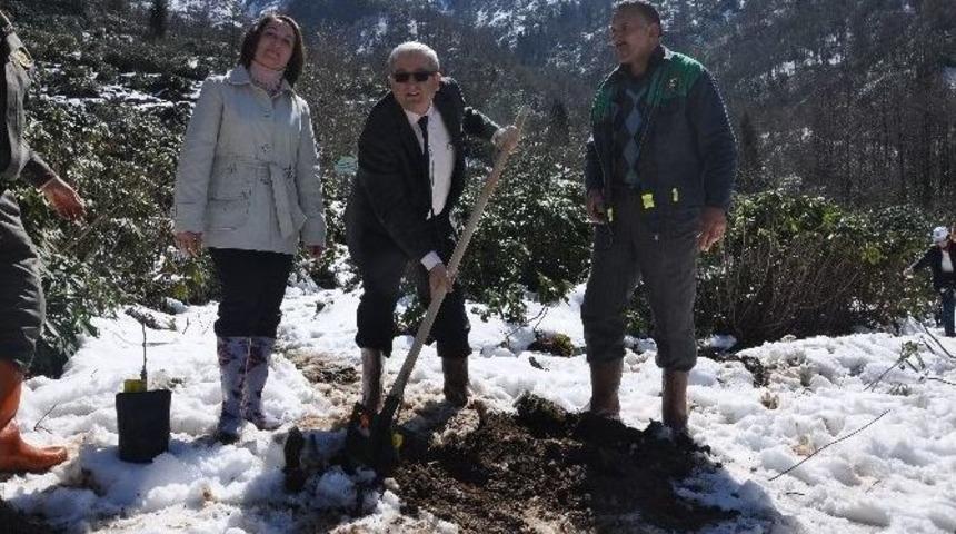 Giresun&rsquo;da Bereket Ormanlarına İlk Fidanlar Dikildi