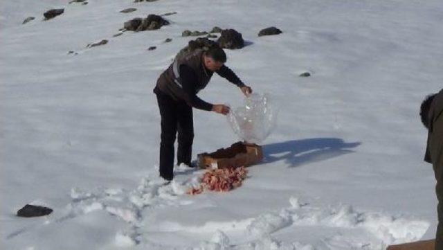 Ağrı Dağı'na Yaban Hayvanları Için Yem Bırakıldı