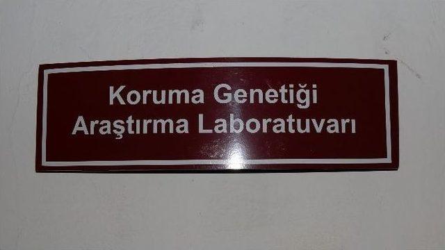 Beü’de Koruma Genetiği Laboratuvarı Açıldı