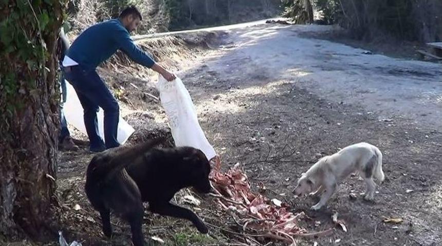 Ormanlık Alana Terk Edilen K&ouml;pekleri Hayvan Severler Besliyor