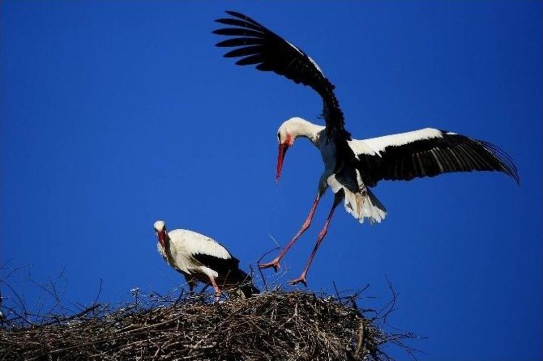 (&ouml;zel Haber) Leyleklerin Aşk Oyunu B&ouml;yle G&ouml;r&uuml;nt&uuml;lendi...