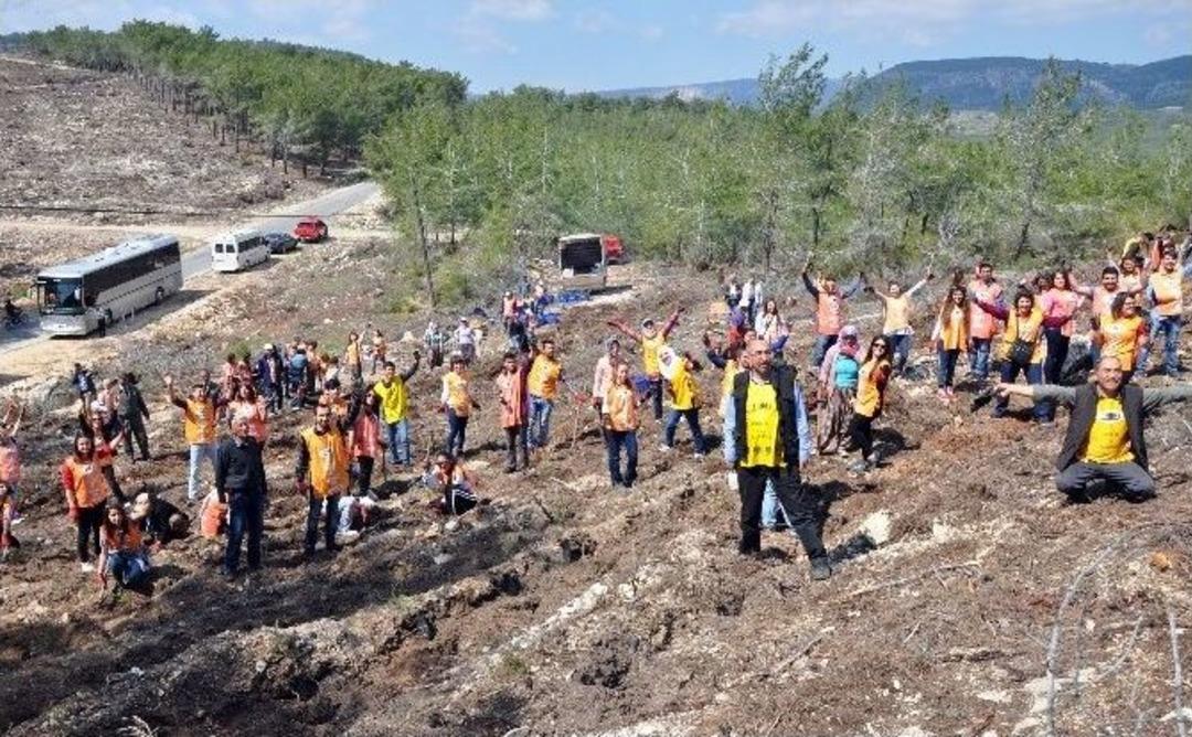 G&ouml;n&uuml;ll&uuml;ler, Ormancılar El Ele Fidan Dikti