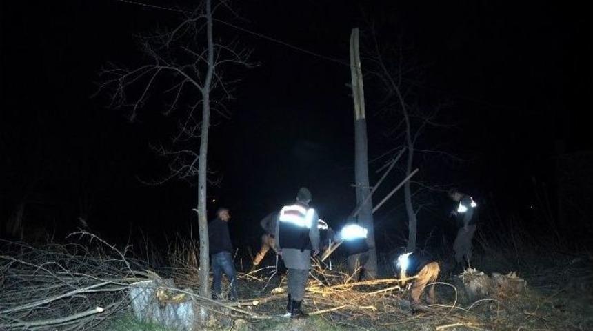 Ağacın Altında Kalarak Hayatını Kaybetti