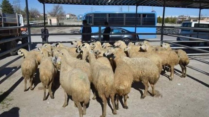 Sosyal Yardımlaşma Ve Dayanışma Vakfı Tarafından Bor&rsquo;da 500 Koyun Ve 20 Ko&ccedil; Dağıtıldı