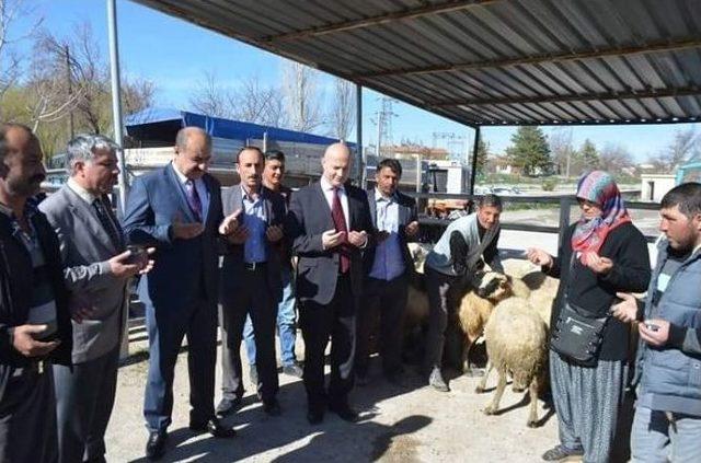 Sosyal Yardımlaşma Ve Dayanışma Vakfı Tarafından Bor’da 500 Koyun Ve 20 Koç Dağıtıldı