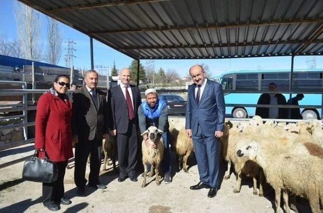 Sosyal Yardımlaşma Ve Dayanışma Vakfı Tarafından Bor’da 500 Koyun Ve 20 Koç Dağıtıldı
