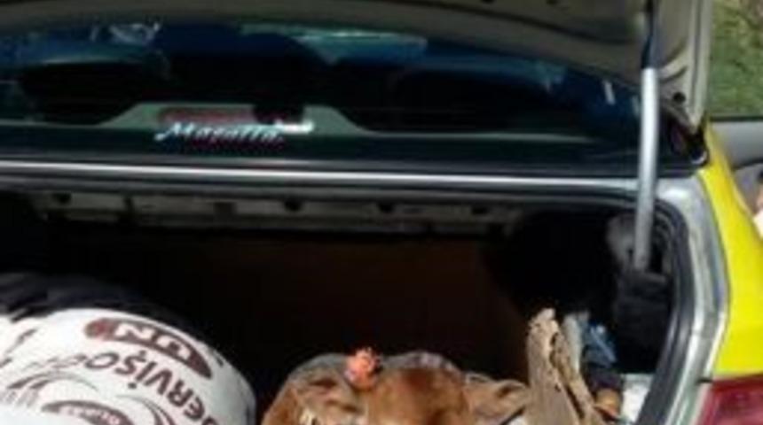 Buzağının Bagaj Sefası