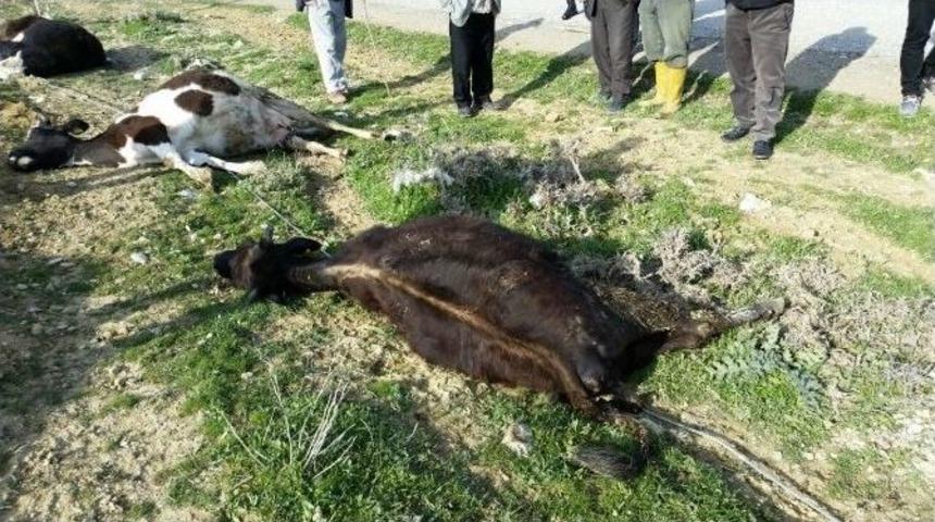 Yozgat&rsquo;ta Elektrik Akımına Kapılan 5 İnek Telef Oldu