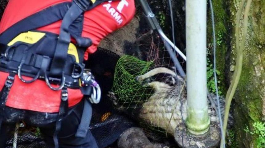 Kuyuya D&uuml;şen Porsuğu Akut Ekibi Kurtardı