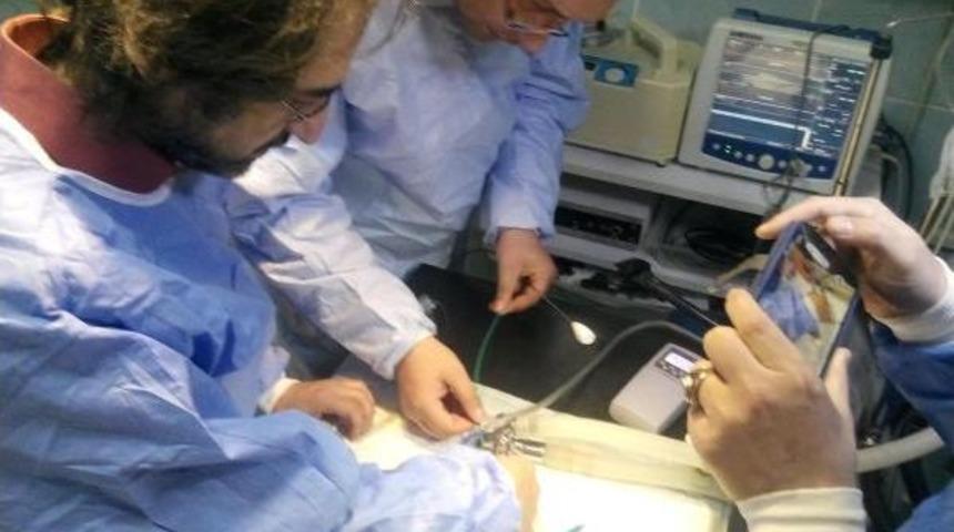 K&ouml;peğin Nefes Borusuna Insanlarda Kullanılan Stent Takıldı