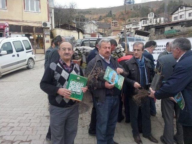 Küre’de Vatandaşlara Ücretsiz 2 Bin 100 Adet Fidan Dağıtıldı