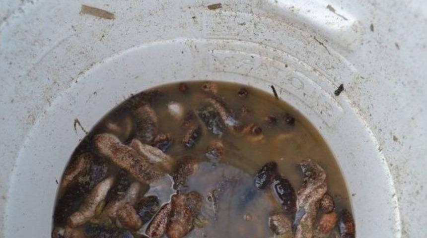 Ka&ccedil;ak&ccedil;ıların Yeni G&ouml;zdesi Deniz Patlıcanı