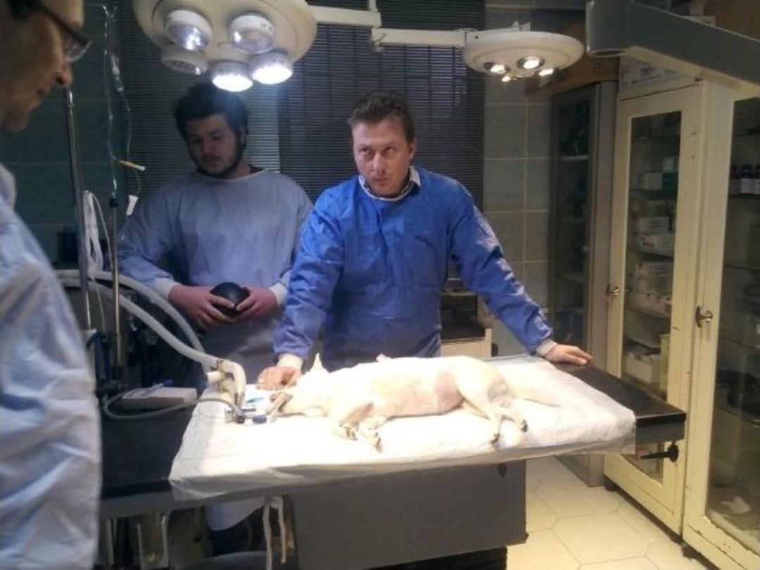 İnsanlara Takılan Stent, İlk Kez Bir K&ouml;peğe Takıldı