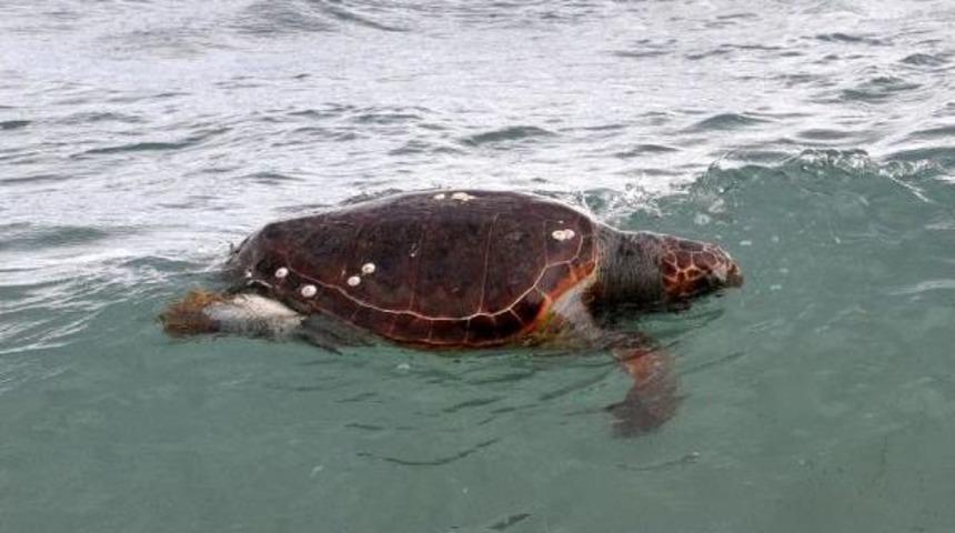 Bodrum'da &Ouml;l&uuml; Caretta Caretta Bulundu