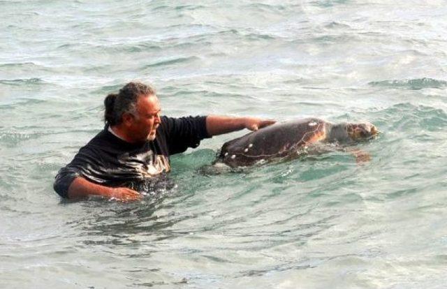 Bodrum'da Ölü Caretta Caretta Bulundu