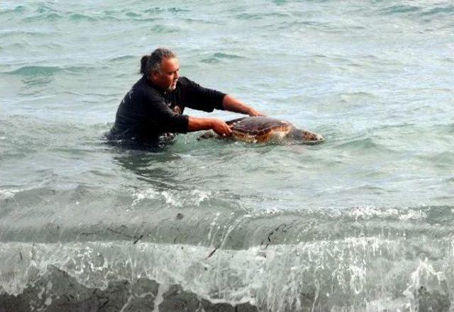 Bodrum'da Ölü Caretta Caretta Bulundu