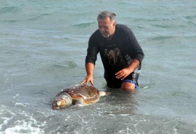 Bodrum'da Ölü Caretta Caretta Bulundu