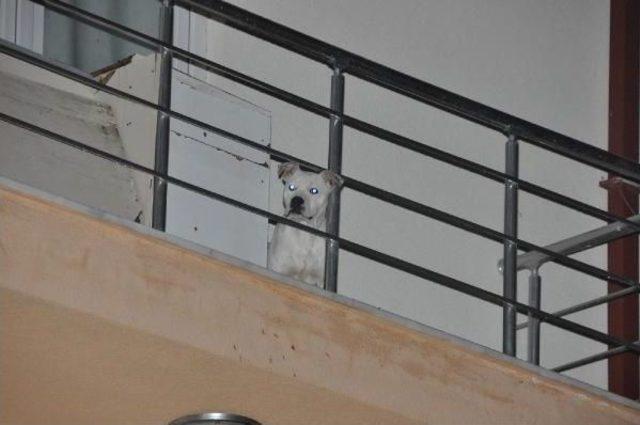 Balkondaki Köpeğe Itfaiyeciler Su Ve Yiyecek Verdi