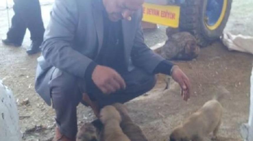 Muhtar, Sahipsiz K&ouml;peklere Sahip &Ccedil;ıktı