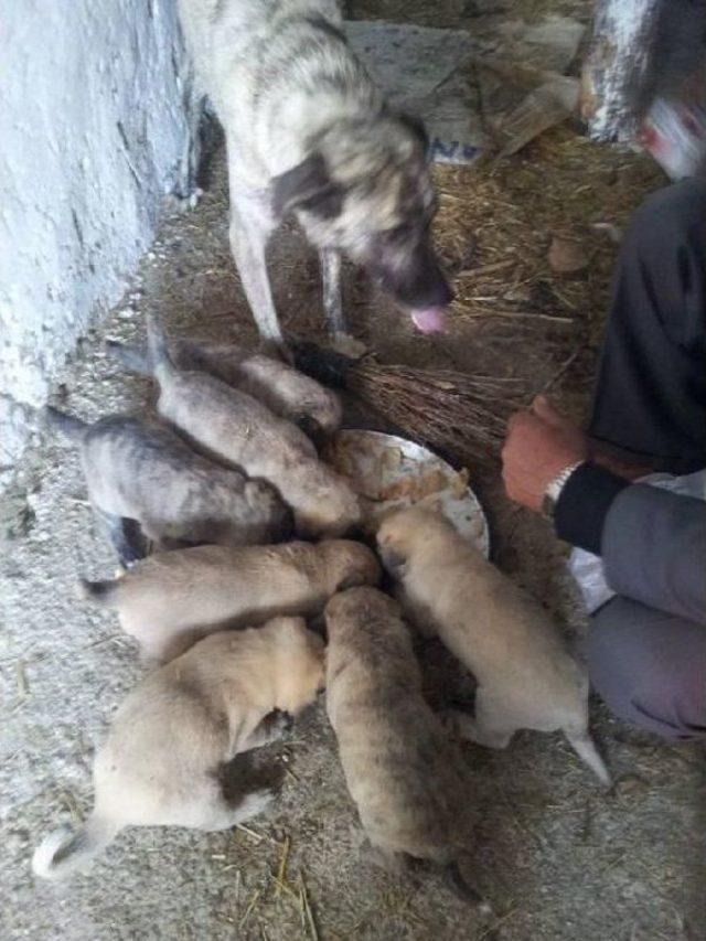 Muhtar, Sahipsiz Köpeklere Sahip Çıktı