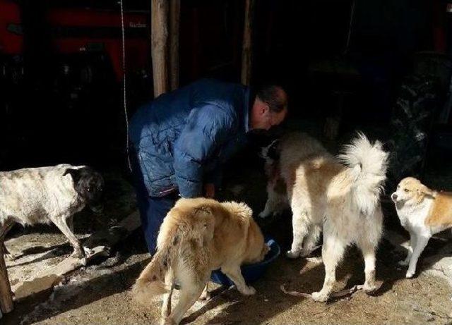 Muhtar, Sahipsiz Köpeklere Sahip Çıktı