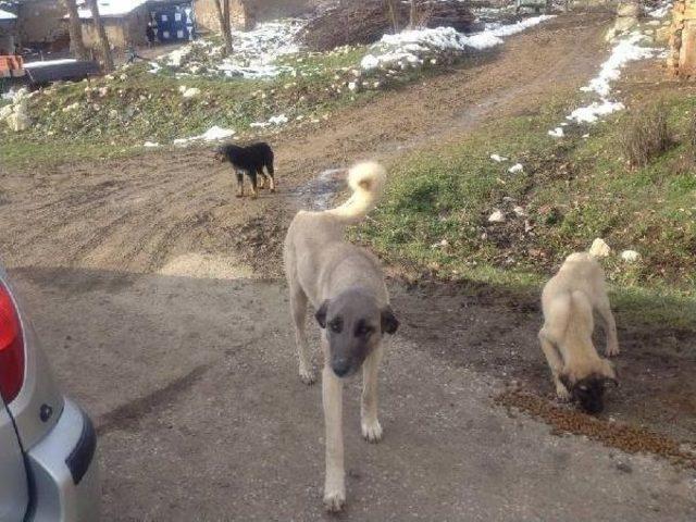 Muhtar, Sahipsiz Köpeklere Sahip Çıktı