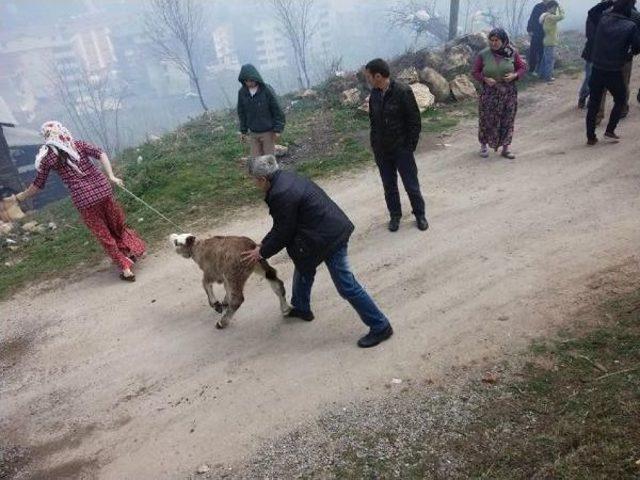 Ordu’Da Yangında 15 Büyükbaş Hayvan Telef Oldu