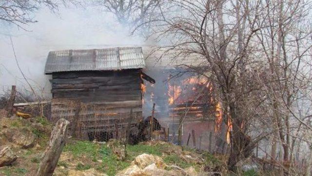 Ordu’Da Yangında 15 Büyükbaş Hayvan Telef Oldu