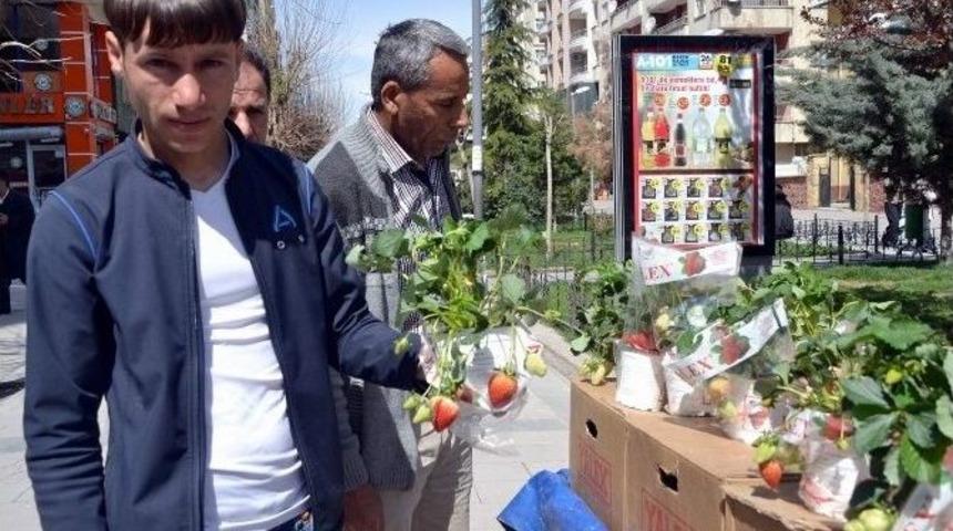 S&uuml;s &Ccedil;ileği Piyasada