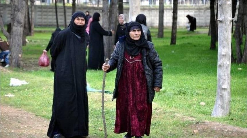 &Ccedil;adır Kenttin Yaşlı &Ccedil;ınarları Pikniğe &Ccedil;ıkartıldı