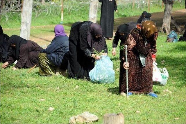 Çadır Kenttin Yaşlı Çınarları Pikniğe Çıkartıldı