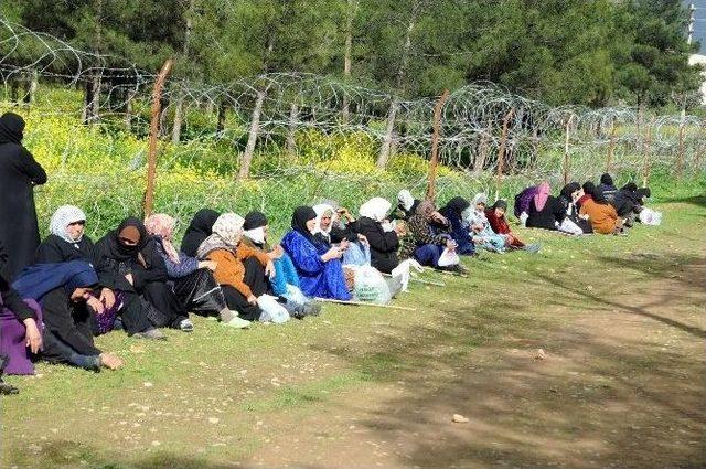 Çadır Kenttin Yaşlı Çınarları Pikniğe Çıkartıldı